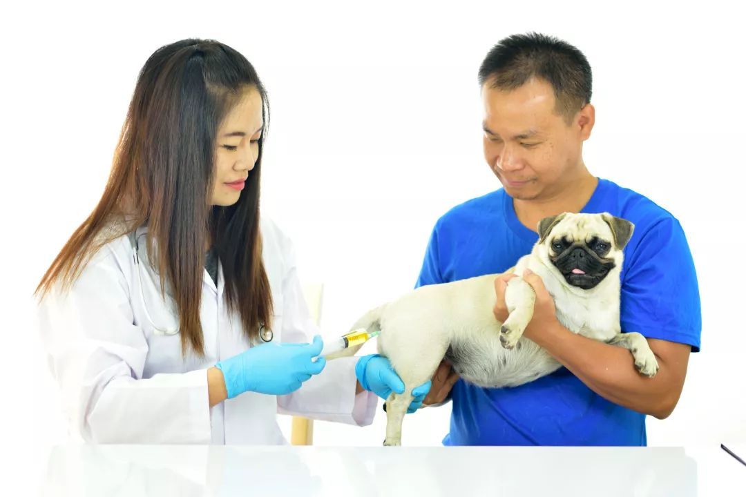 狂犬病的发病原因是什么？如何识别狂犬病和家养？
