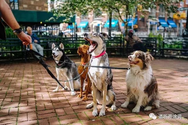 狂犬病 病狗 重磅！这家企业被强制退市，国家终于出手了！