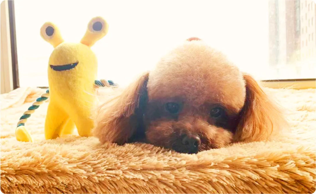 被狗舔一下真会会感染狂犬病吗？辟谣！