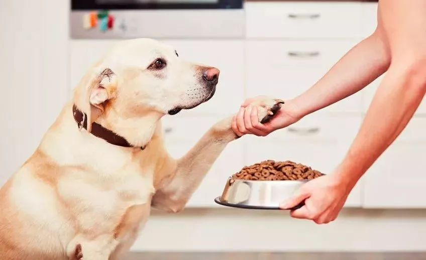 被狗舔一下真会会感染狂犬病吗？辟谣！