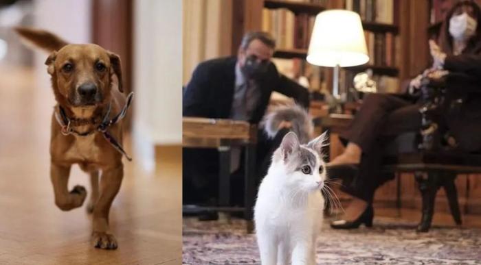希腊总理收养的流浪狗和希腊总统收养的猫。图片来源：社交媒体网站截图。