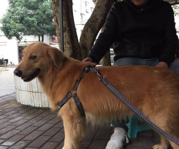 上海无证养狗的处罚条例_上海无证养狗怎么处理_无证还酒驾怎么处理