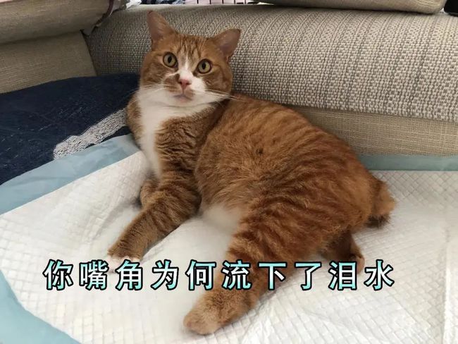 我叫李察德，是一个猫咪(牛年)(组图)