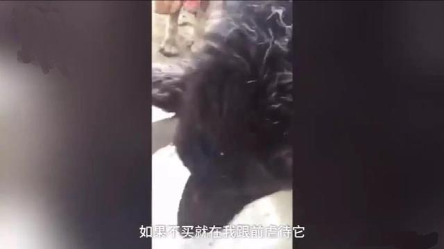 有爱心就能目无法纪了吗？与爱狗人士成为天敌