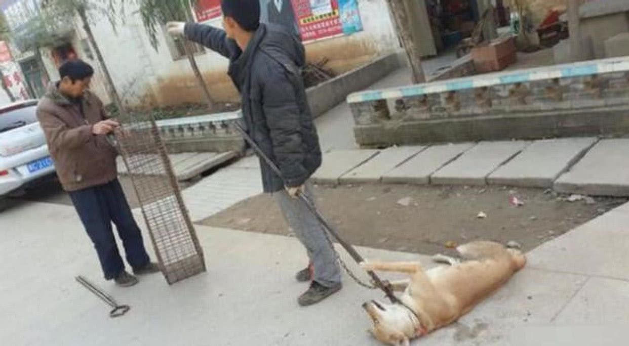 2018卖个人卖细狗_厦门宠物店卖病狗_哈尔滨卖病狗