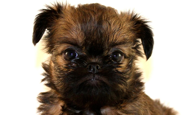 世界十大娇小可爱的狗狗，第一名你是至尊宝转世吗？