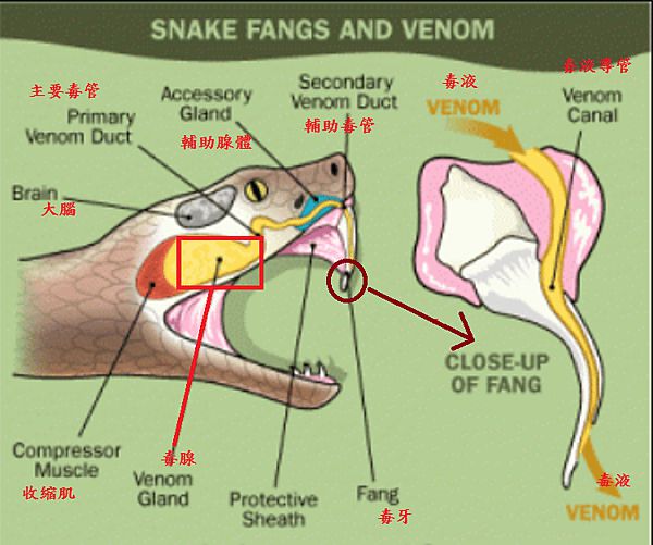 蛇毒丸 印度毒蛇咬伤的原因及紧急处理方式让人叹为观止论文