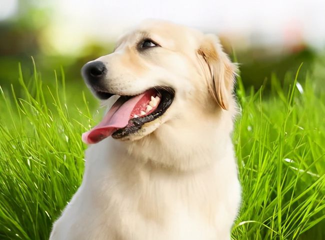 狗狗在地上蹭屁股的原因有哪些？狗狗突然食欲不振的话