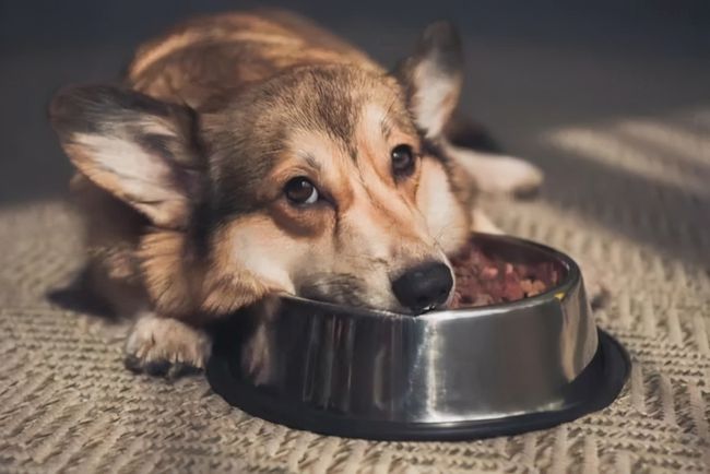 狗狗在地上蹭屁股的原因有哪些？狗狗突然食欲不振的话
