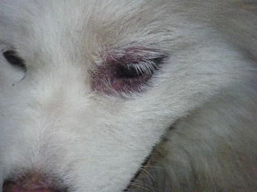 狗狗在地上蹭屁股的原因有哪些？狗狗突然食欲不振的话