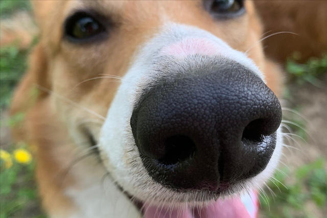 狗狗的鼻子会干燥、干裂，这究竟是不是生病吗？