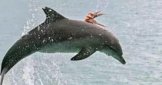 海豚后背竟然有一只八爪鱼，被吸盘吸中的细微尖刺