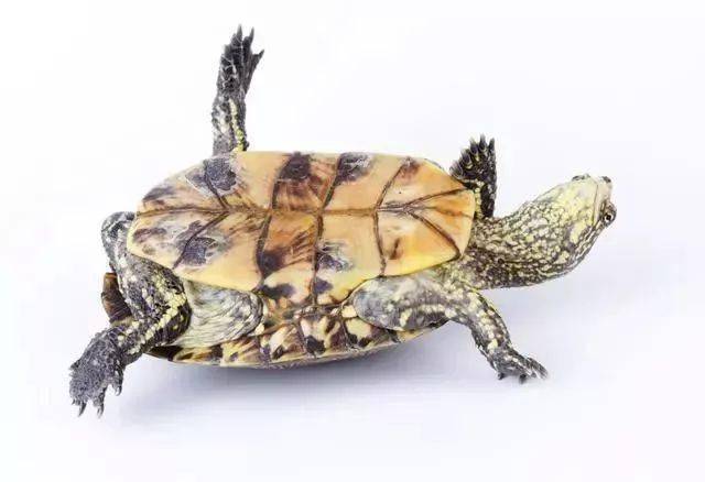 世界上年龄最大的乌龟_怎样分辨乌龟的年龄_乌龟怎么看年龄