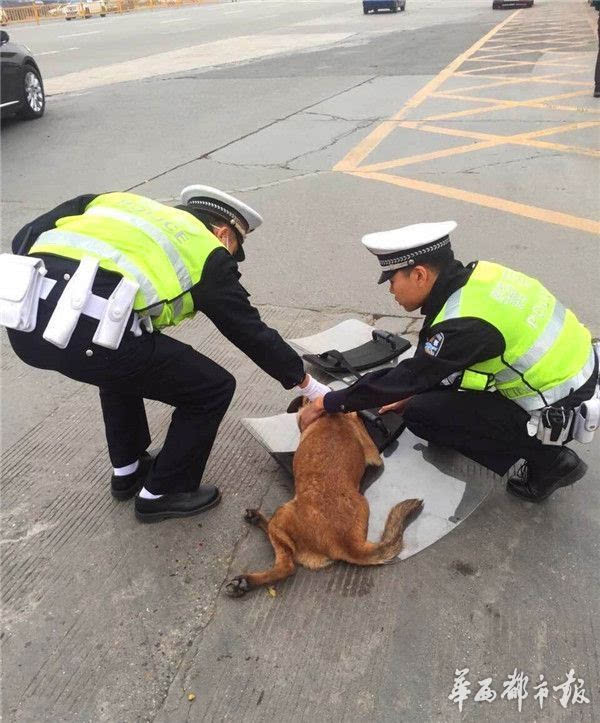 新手养什么狗最好,要聪明的狗_办狗证后可以跨区养吗_无锡养狗要狗证吗