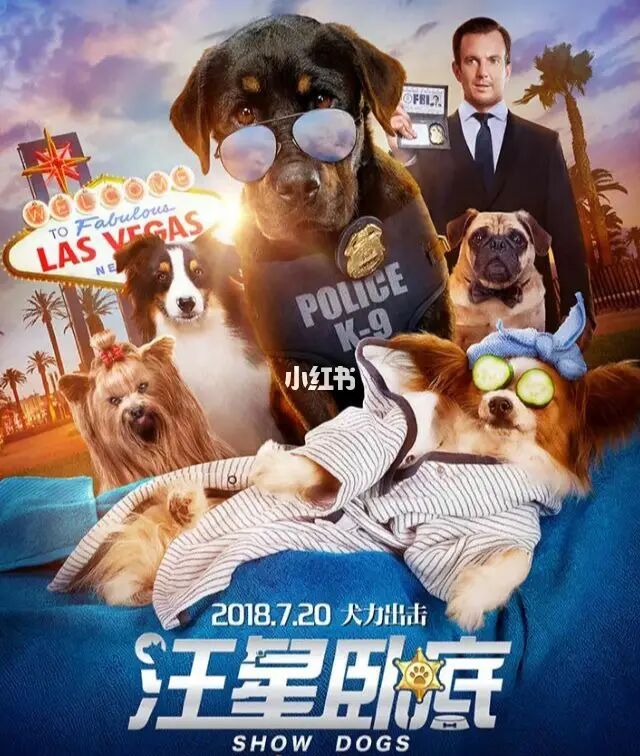 什么狗最好养小型犬_养什么小型犬狗最省心_犬饲先生养狗记电影