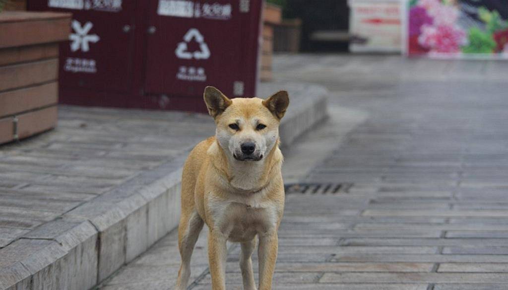 上海不能养狗_养博美犬好还是养泰迪狗好_新手养什么狗最好,要聪明的狗