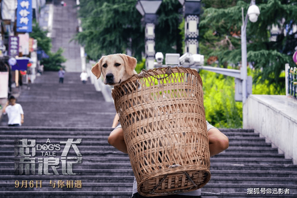 电影《忠犬流浪记》：人与忠犬之间的一生羁绊总是