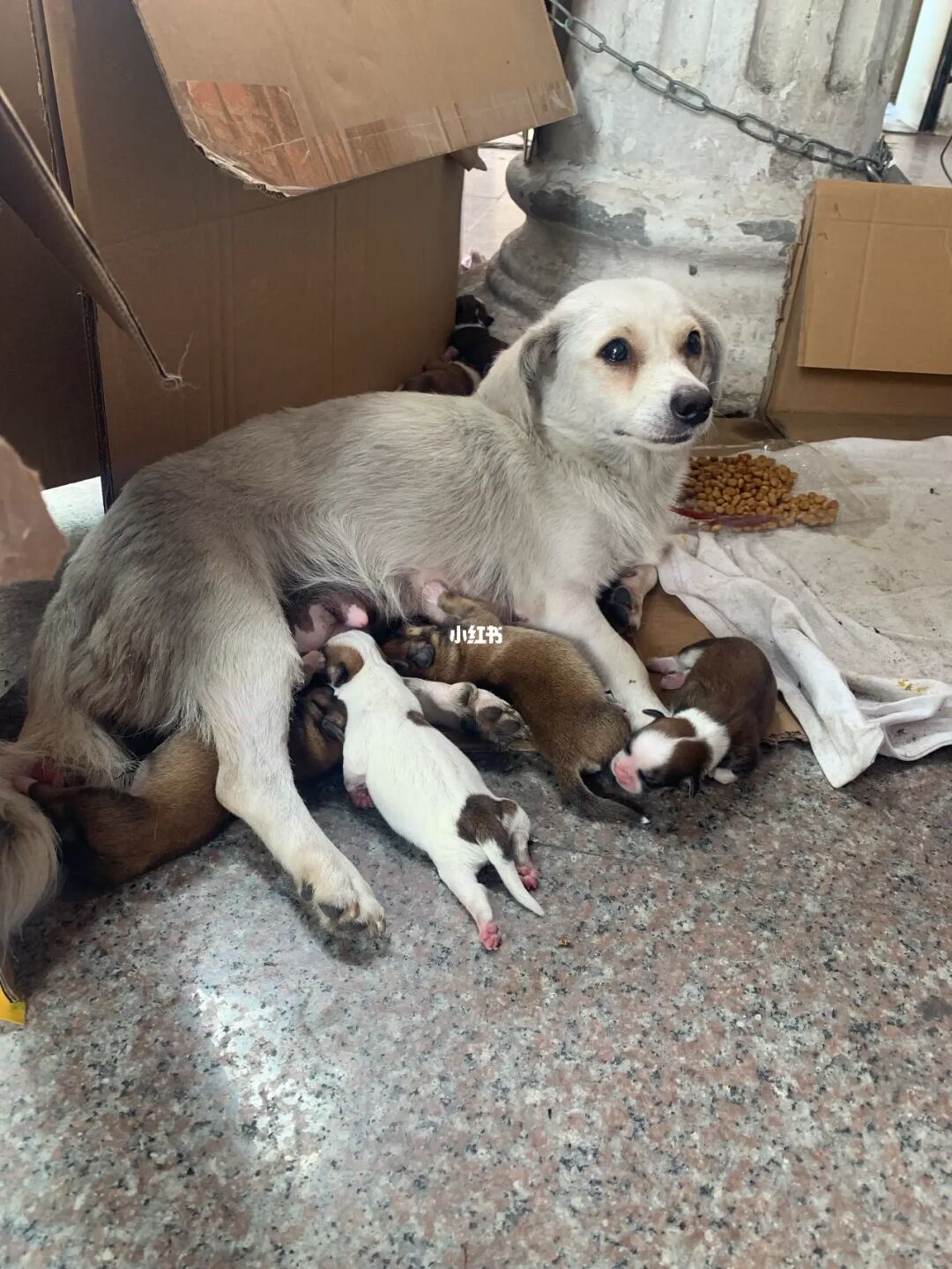 狗狗猩猩大冒险训练内幕_深圳狗狗训练_狗狗训练视频