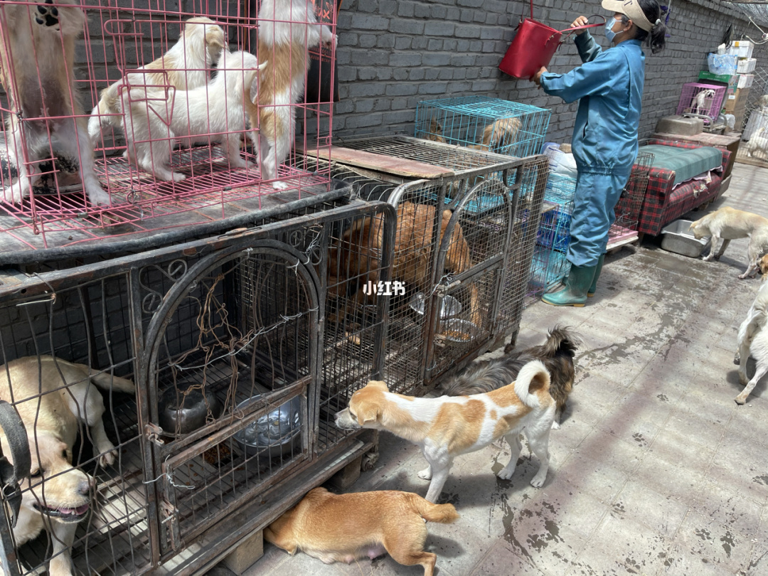 狗狗猩猩大冒险训练内幕_深圳狗狗训练_狗狗训练视频