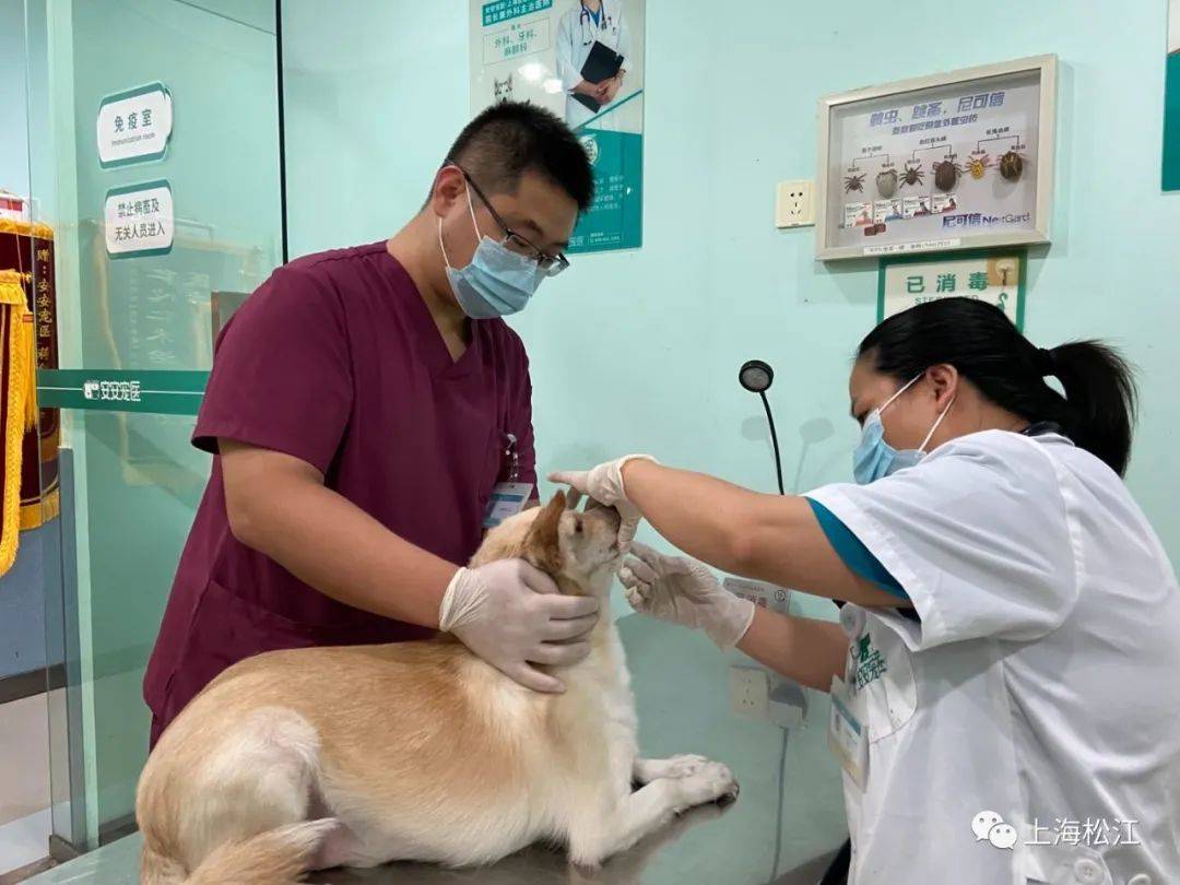 巨型贵宾犬拖着狗狗出门，能不能停车也不知道