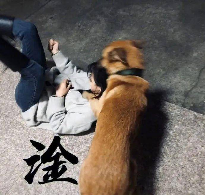 狗鼻子干怎么办_狗粉鼻子_狗鼻子病