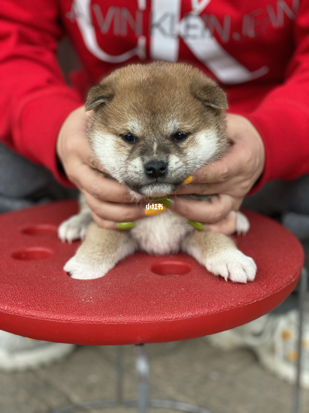 病狗星期狗_狗鼻子病_狗鼻子干怎么办啊