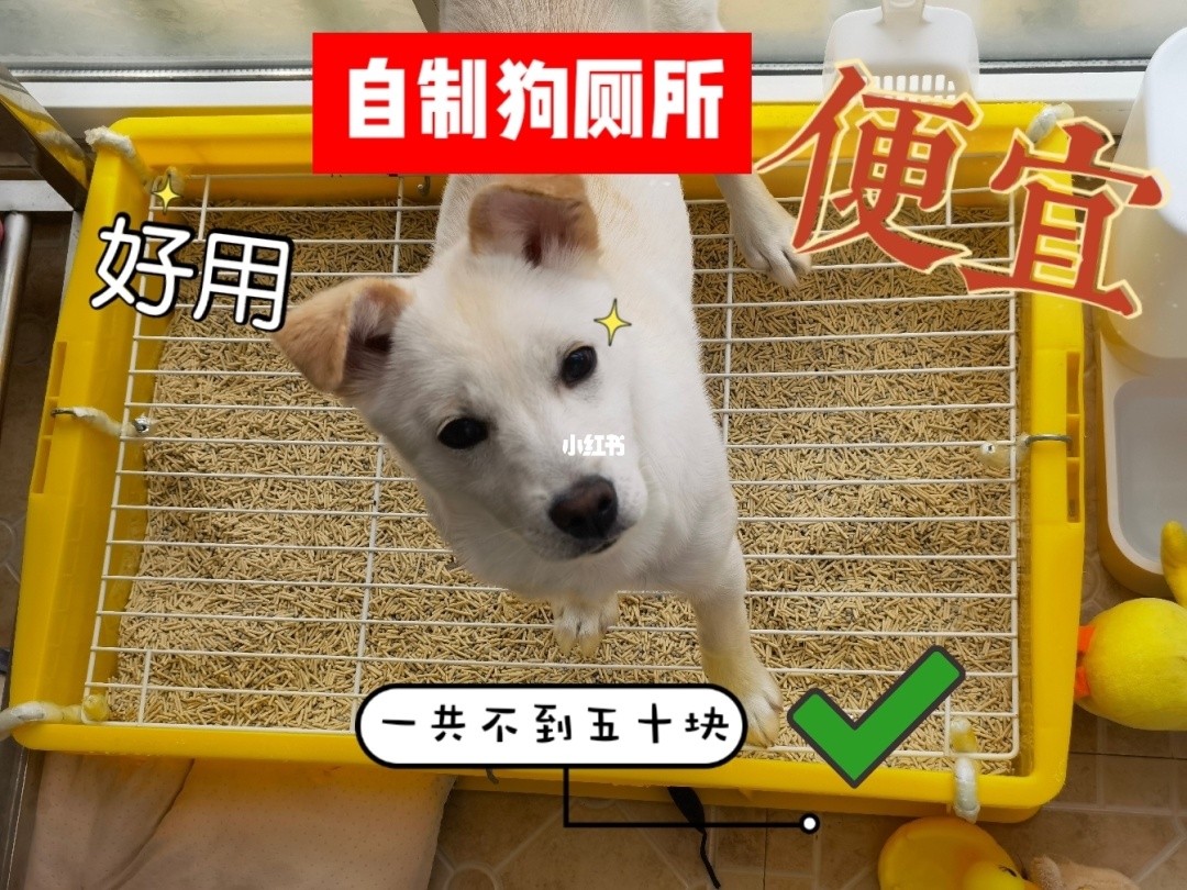 训练狗狗用坐式马桶_狗狗会在马桶上大便吗_训练狗狗马桶