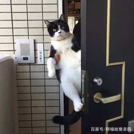 好男不养猫，好女不养狗的女人，并且不能自拔！