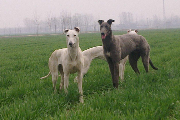 家有猎犬叫灵缇：欧洲贵族圈们的最爱，脚程速度堪称世界第一！