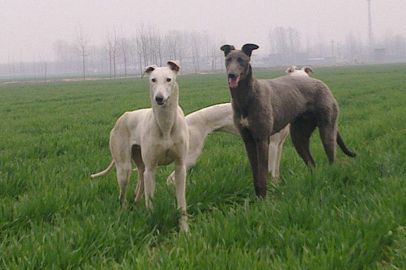 格力犬配土狗出的小狗图片