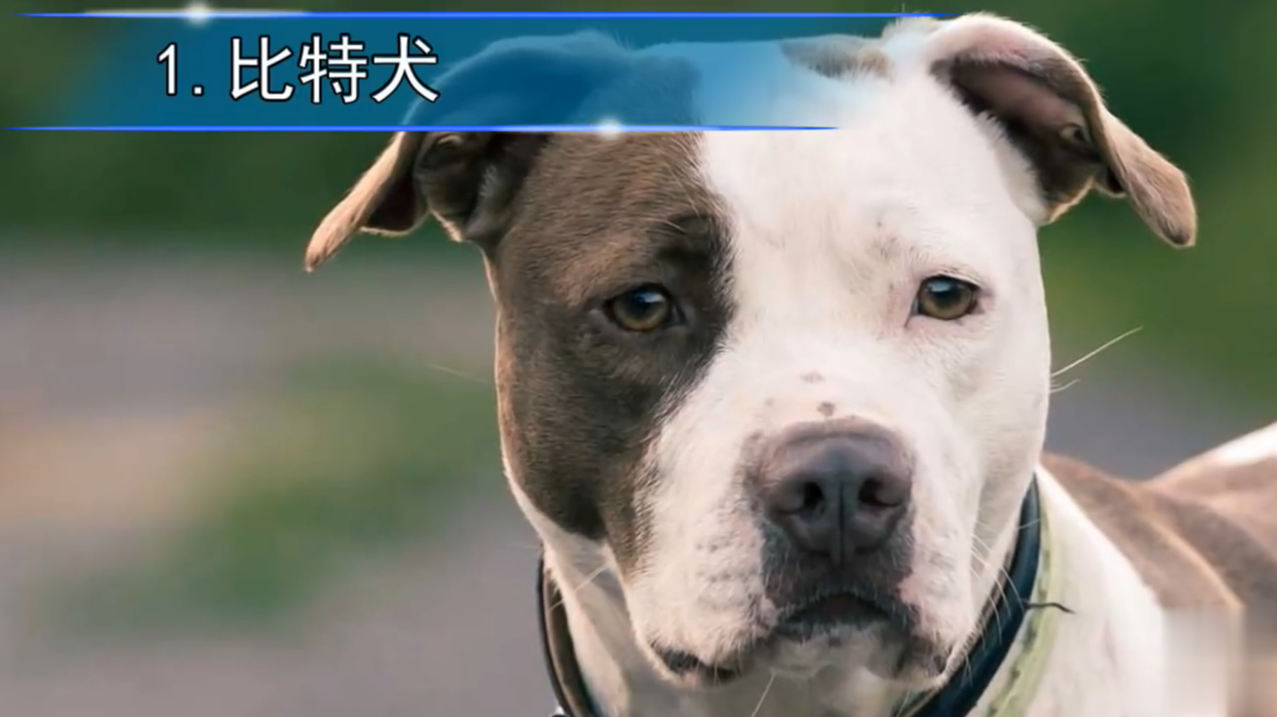 天宇雪橇犬基地 病狗_一部狗拉着雪橇比赛的电影_雪橇三傻是哪三种狗