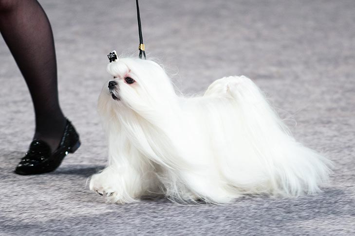 寻根问祖系列（103）：马尔济斯犬 （Maltese）