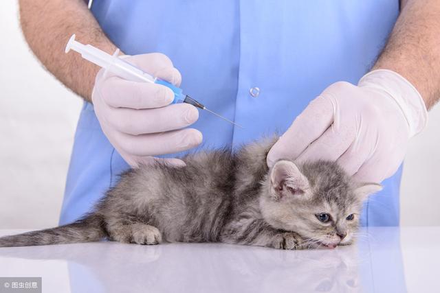 中国流浪狗猫爱心救助活动_救助流浪狗的故事_上海猫背猫奶奶卖房子养流浪猫