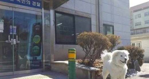 韩国一位里面的“大胃犬”，因为食量巨大
