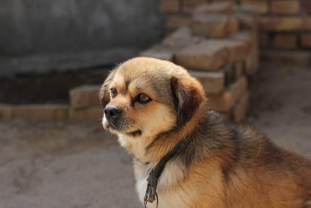 中国本土有哪些优秀的犬种，你会喜欢哪种呢吗？