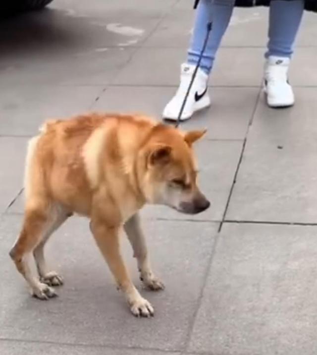好一点的品种狗_比熊狗好还是泰迪狗好_大耳朵狗立狗品种大全