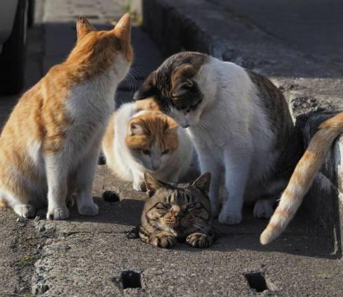 中国流浪狗猫爱心救助活动_中国流浪狗猫爱心救助活动_南京平安阿福流浪动物救助