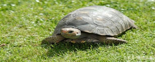 想要让自家的乌龟活得更长久吗？乌龟的寿命是多少