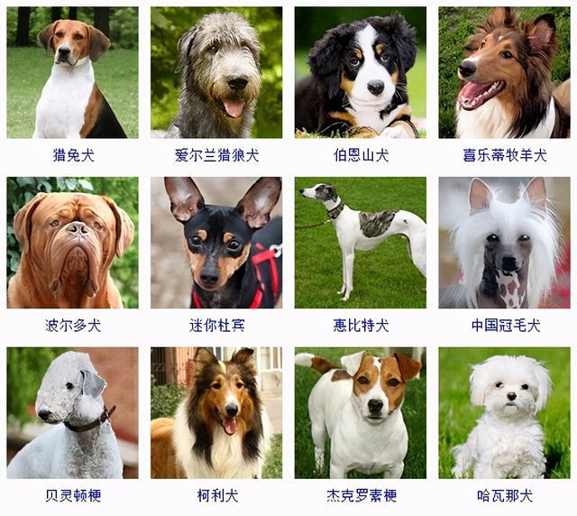 犬品种 排名图片