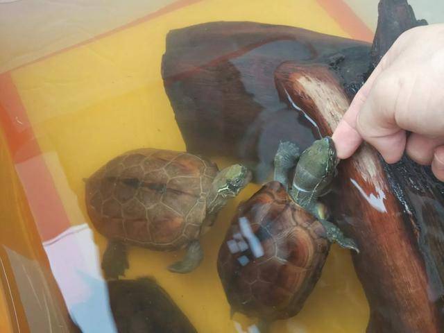 乌龟最长寿命