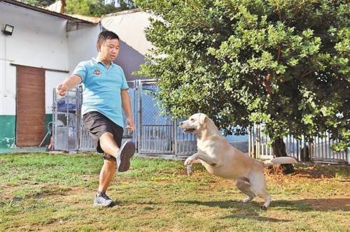 深圳超100家训犬机构受训训训练40天(图)