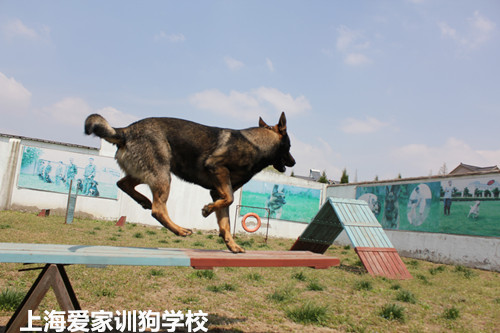 训练狗狗大小便用本子纸可以吗_狗狗训练学校打狗狗吗_怎样训练狗狗大小便