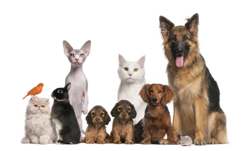 狗和猫的区别_猫跟狗一起养 寄生虫_养狗和养猫的区别