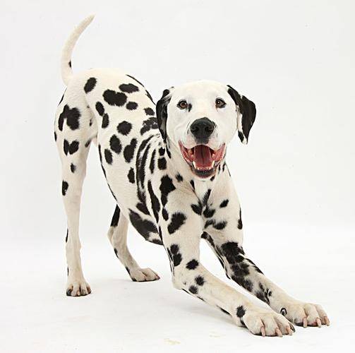 世界上最独特的外套之一迪士尼101斑点狗的明星(组图)