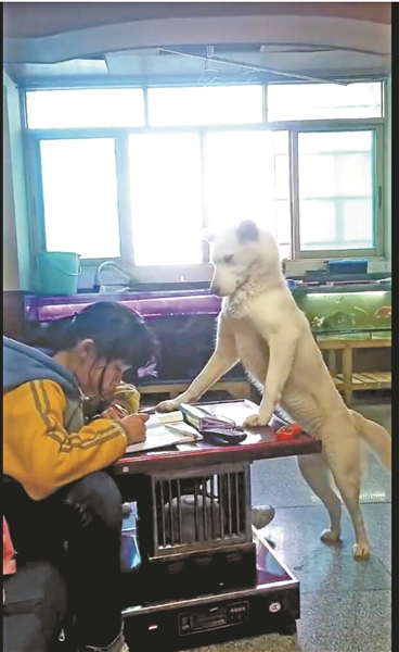 原题：爸爸揭秘：小狗怎么能监督女儿做作业希望通过训练让更多人喜欢狗(组图)