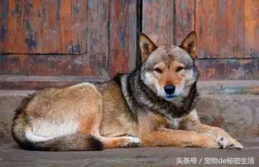 中华田园犬，你到底是谁？