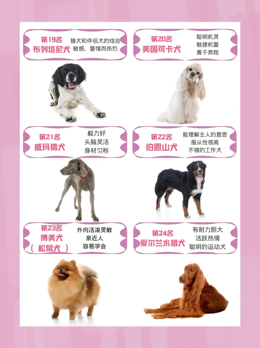 小短腿狗狗的品种_短腿狗狗品种和图片_小短腿狗是什么品种
