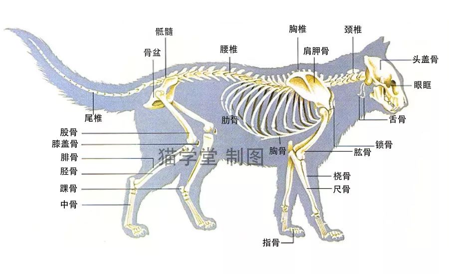 小短腿胖狗是什么品种_短腿狗狗品种_小短腿狗狗的品种