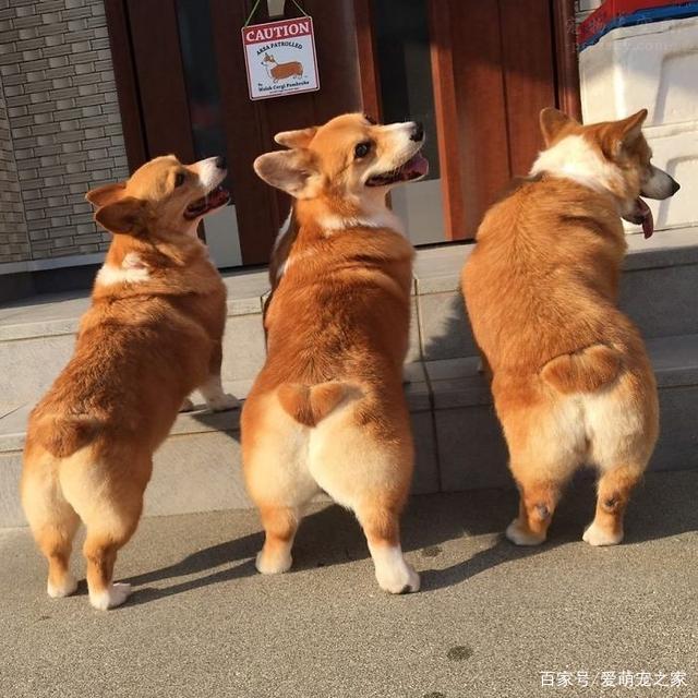 一下短腿可爱呆萌狗狗的人也是不少的！