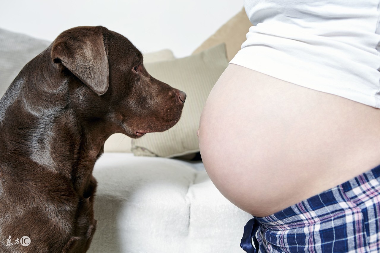怀孕能养狗吗？孕期养狗还有这种好处！准备要孩子快看看！